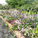 U-KHAN - 荒子川公園の花壇　ニチニチ草は分かるけど、あとは(⁠≧⁠▽⁠≦⁠)