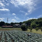 やまり菓子舗 - ◾️オマケ:オヂのブロッコリー畑を手伝うチチ。ま、糖分補給になったからいーか…