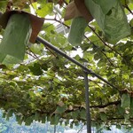 まるよし果樹園 - 