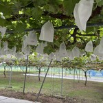 まるよし果樹園 - 