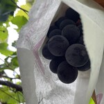 まるよし果樹園 - 