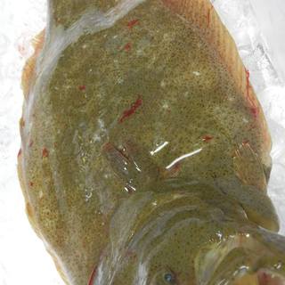 旬肴料理 かえで_1