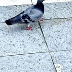 鮨 もりなり - こんにちは♪‥ぽっぽっぽぉ〰️♪〜やっぱり‥東京の鳩さんは〰️歩幅が大きく〰️足が上がる〜‥‥歩くの〰️速いですよん‥ねぇ˚✧₊ww‥赤い靴下可愛いなぁ〜♡‥