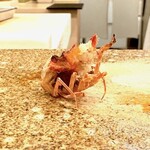 鮨 もりなり - わぁ〰️海老さん‥日サロに行ってきたかな？‥ww‥‥こんがり焼けて〰️松崎さんも〰️びっくり❣️