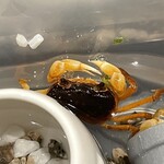 토로로토 사카나 치비마루 쇼우텐