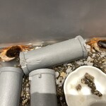 토로로토 사카나 치비마루 쇼우텐