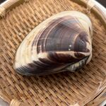 みるくがき豊久丸 - 特大はまぐり