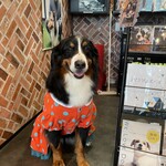 cafe Buona82 - 看板犬