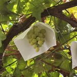 頑固おやじの手打ちほうとう - 