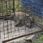 十割そば処 山獲 - 