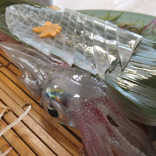 はつしろ