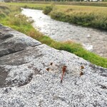 遠野醸造TAPROOM - とんぼ