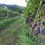 天橋立ワイナリー - お店の前にも広がる ぶどう畑。