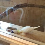 カフェ バード ケージ - 可愛いインコちゃんがお迎え
