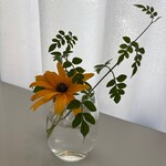 桃花水 - 今日の「お花」٩(^‿^)۶