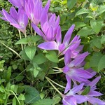 桃花水 - お庭の「お花」٩(^‿^)۶