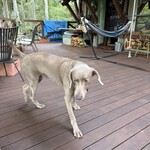 MITAKE Deck Cafe Bitte - 