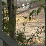 Shinshu Soba Dokoro Kirisato - 愛猫