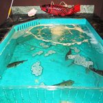 魚長 - ふぐの生け簀です。すべてここから調理されます。