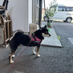天然こうぼぱん とことこ - 3代目の愛犬「幸太郎」くんの勇姿(#^.^#)