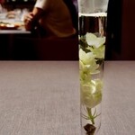 茶禅華 - 2025.9.  生茉莉花茶