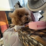 クッチーナ デル カンポ - おやつくれ？