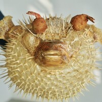 6 - 