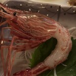 銀泉 - シマエビ　しましま