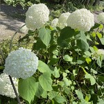 Sajilo Cafe Forest - 