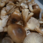 レストラン MarPe - 秋の天然キノコシェフが山で採取