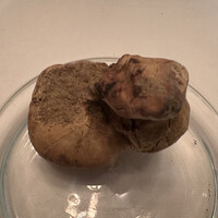 Terres de Truffes, Tokyo - 