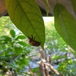 チョップ キャンプ - 蝉の抜け殻が…