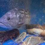 香港海鮮料理 椰林 - 魚たち