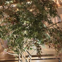 しゃぶしゃぶ　すき鍋　おもき 銀座店 - 