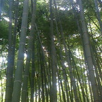 休耕庵 竹の庭の茶席 - 竹林