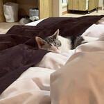 Karuizawa Hotel Soyokaze - おねむさん