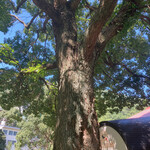 CODA ROSSA - 大きな木に癒されます