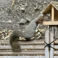 ステーキ円山 - 