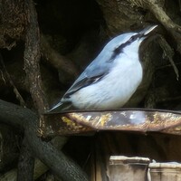 ステーキ円山 - 