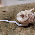 神田錦町 鮨たか晴 - スミイカのゲソ