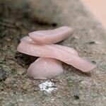 神田錦町 鮨たか晴 - ガリ