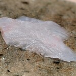 神田錦町 鮨たか晴 - カワハギ