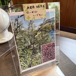 ビストロ・シェ・キムラ・ジサイ - 期間限定ハーブティーの木