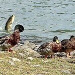 好文cafe - ジャンプする鯉‼️たくさんの鯉が元気に泳いでいます(((o(*ﾟ▽ﾟ*)o)))