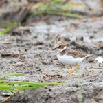白河手打ち麺 ひかる - コチドリ