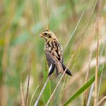 白河手打ち麺 ひかる - コジュリン雌の幼鳥