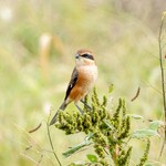 白河手打ち麺 ひかる - 凛々しい表情のモズ