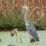 白河手打ち麺 ひかる - 怪鳥アオサギ