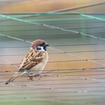 白河手打ち麺 ひかる - 意外と警戒心の高いスズメ