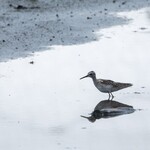 白河手打ち麺 ひかる - 嘴が長いタカブシギ